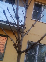 Aesculus hippocastanum