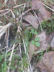 Urtica dioica