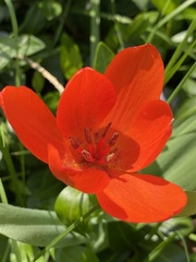 Tulipa