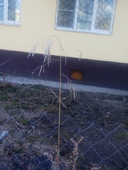 Bromus inermis