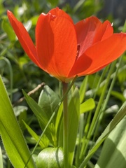 Tulipa