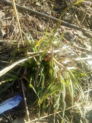 Poaceae