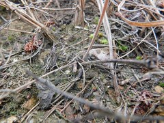 Pelargonium dipetalum