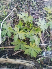 Geranium sibiricum