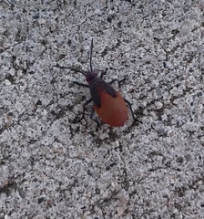 Jadera haematoloma