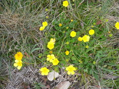 Ranunculus graniticola