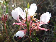 Pelargonium dipetalum