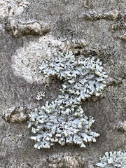 Physcia adscendens