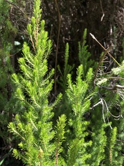 Erica lusitanica