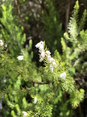 Erica lusitanica