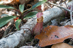 Nepenthes rafflesiana
