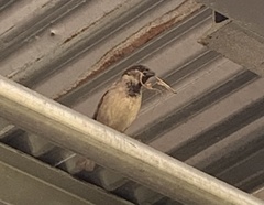 Passer domesticus domesticus