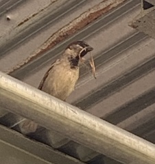 Passer domesticus domesticus
