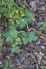 Lomatium lucidum