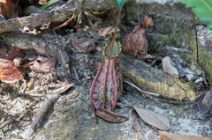 Nepenthes rafflesiana