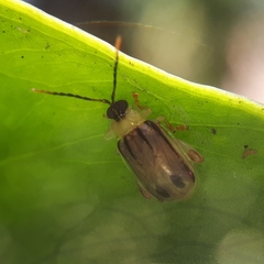 Walterianella exclamationis