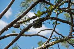 Hydnophytum formicarum