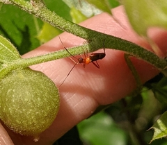 Pseudoxenetus regalis