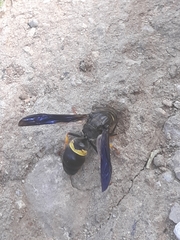 Ancistrocerus spinolae