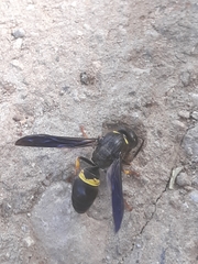 Ancistrocerus spinolae