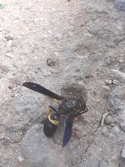 Ancistrocerus spinolae