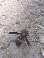 Ancistrocerus spinolae