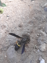 Ancistrocerus spinolae