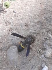 Ancistrocerus spinolae