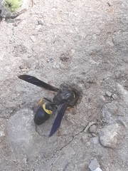 Ancistrocerus spinolae