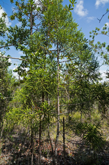 Araucariaceae
