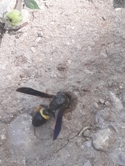 Ancistrocerus spinolae