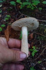 Boletus betulicola