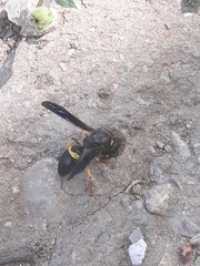 Ancistrocerus spinolae