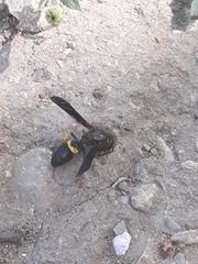 Ancistrocerus spinolae