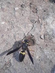 Ancistrocerus spinolae