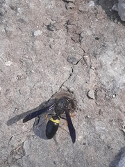 Ancistrocerus spinolae