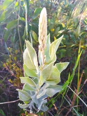 Lupinus velutinus