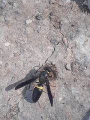 Ancistrocerus spinolae