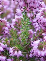 Erica nudiflora