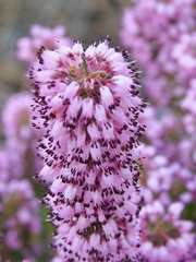 Erica nudiflora