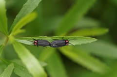 Pyractonema