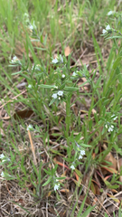 Buglossoides arvensis