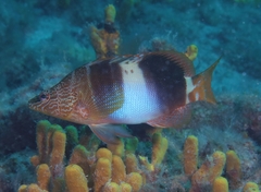 Serranus papilionaceus
