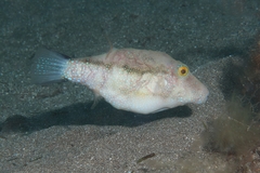 Canthigaster capistrata