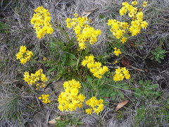 Senecio pinnatifolius alpinus