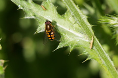 Syrphus octomaculatus