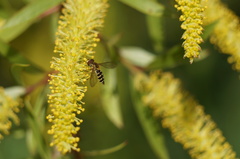 Toxomerus vertebratus