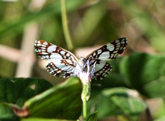 Ariconias glaphyra