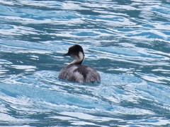 Podiceps occipitalis