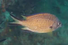 Chromis limbata